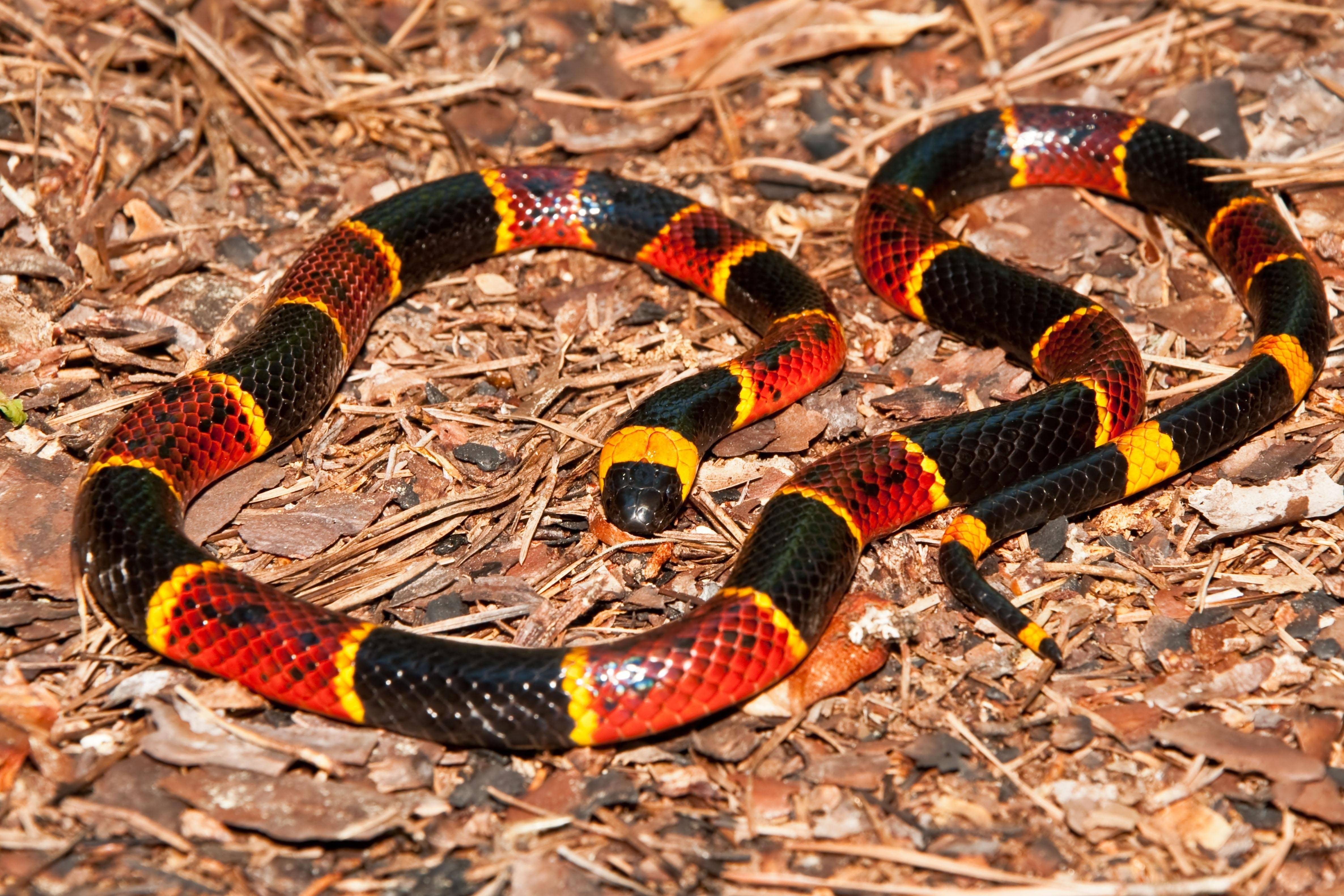 Топ 10 — самые ядовитые и опасные змеи в мире: фото, названия и характеристика - природа мира