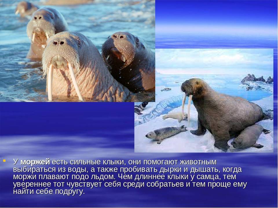 Морж – великан арктики
