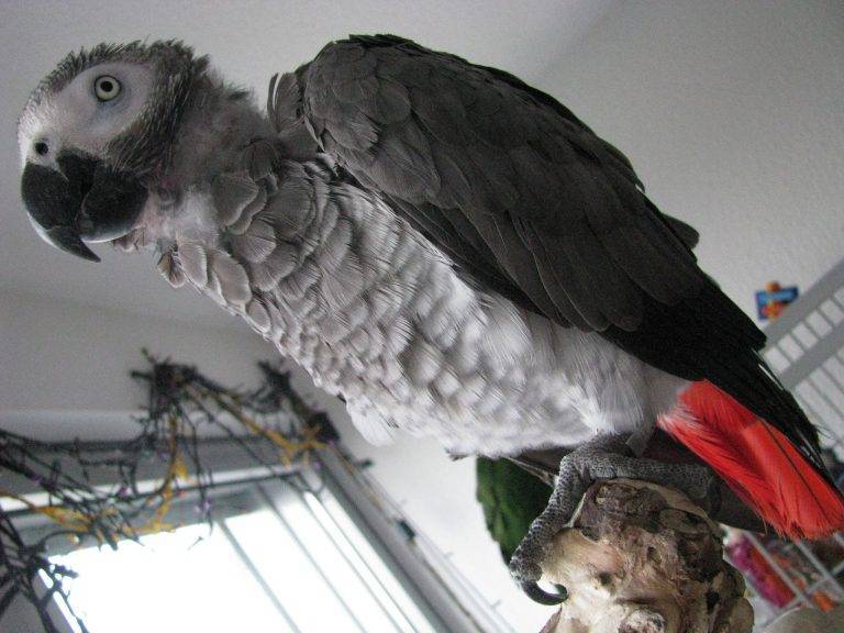 Синдром самоощипывания попугаев
