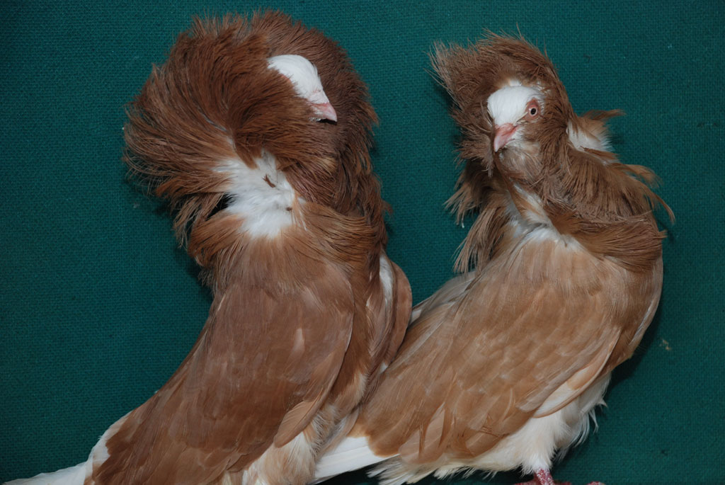 Узбекские голуби: описание породы и характеристики, разведение и уход
