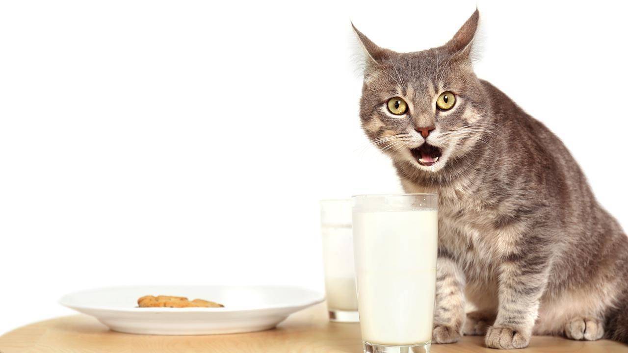 Заменитель молока для котят: состав, инструкция по применению