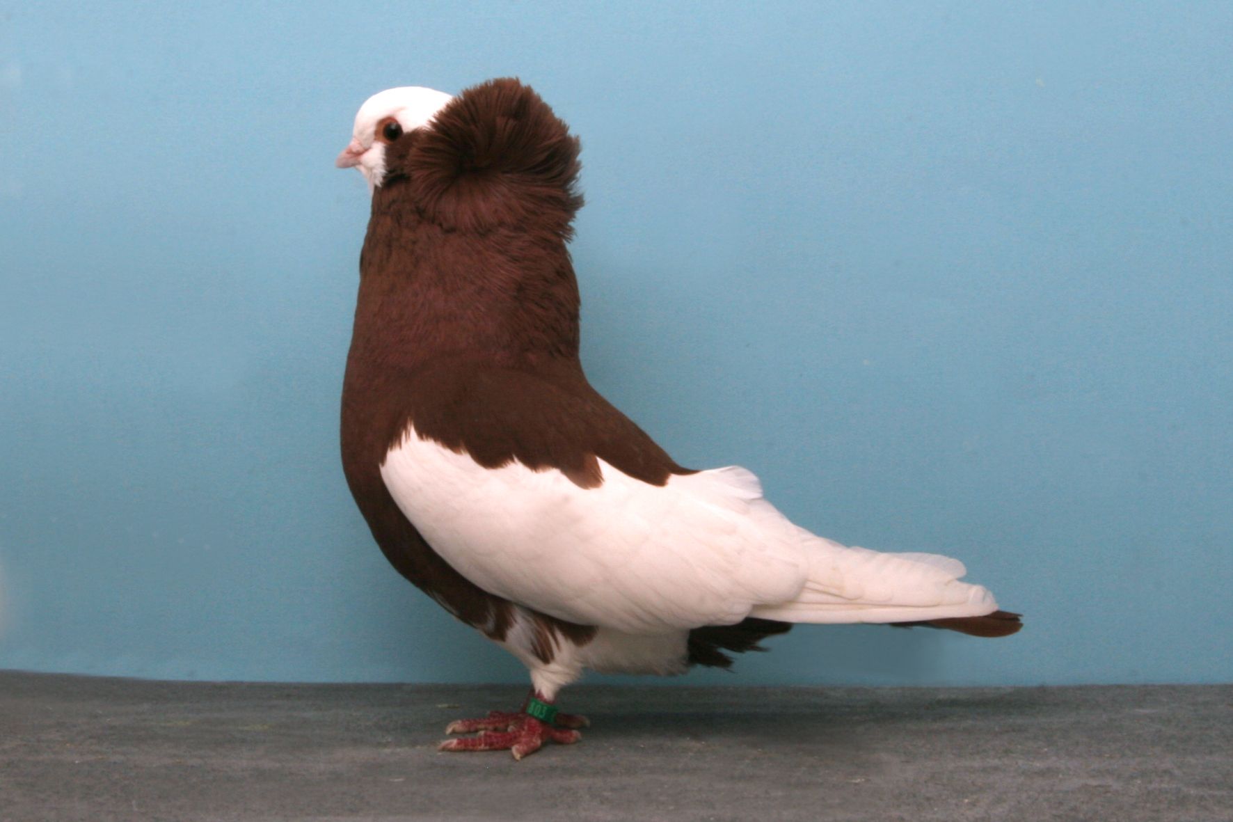 Породы голубей - разведение и содержание голубей - птицеводство - собственник