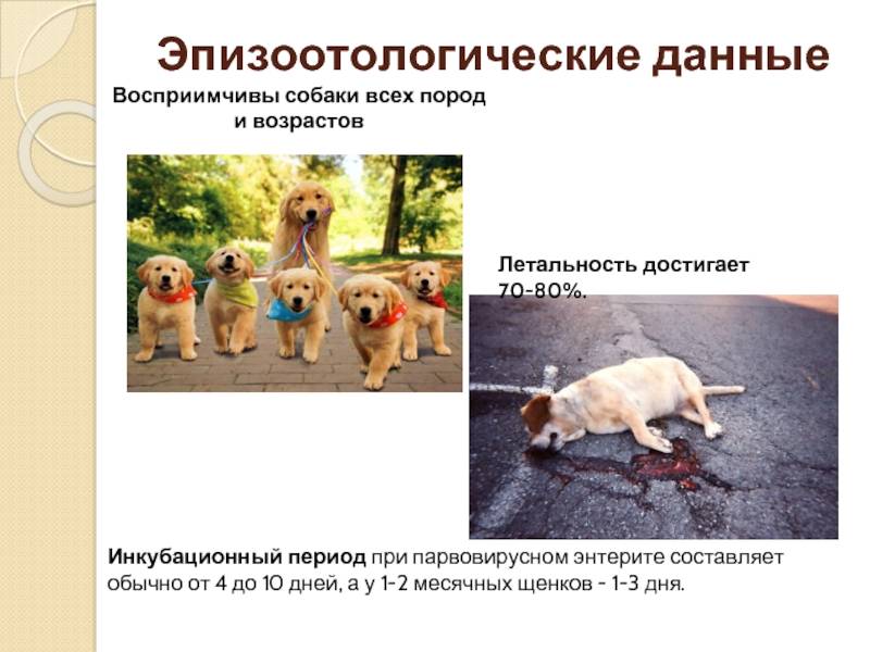 Парвовирусный энтерит у собак. симптомы, профилактика | блог ветклиники "беланта"