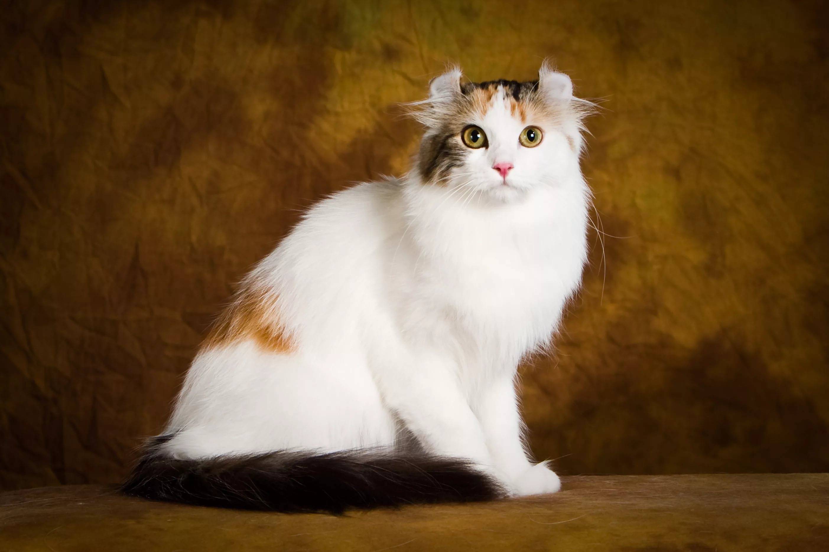 Американский керл: фотографии породы кошек