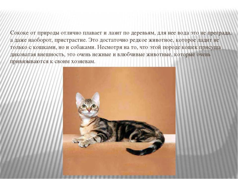 Сококе: описание породы, характер кошки, советы по содержанию и уходу, фото