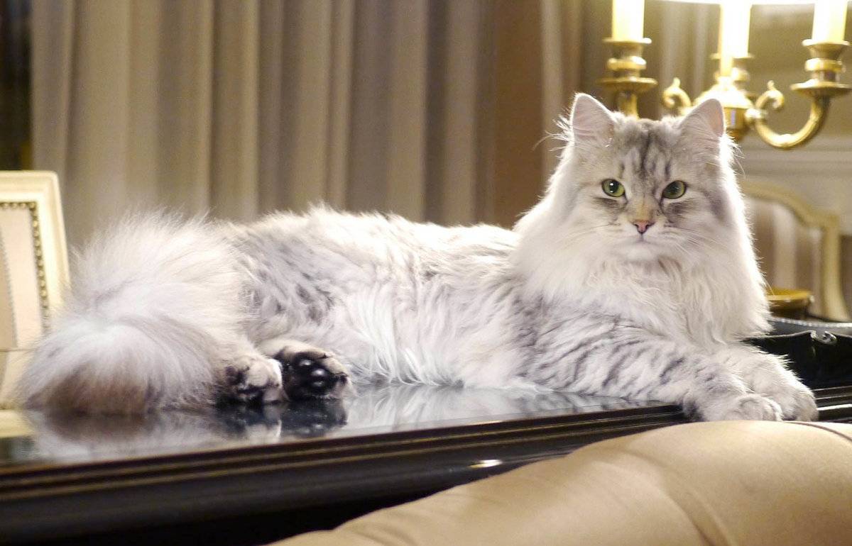 Пушистые породы кошек с фото: рейтинг самых пушистых и красивых