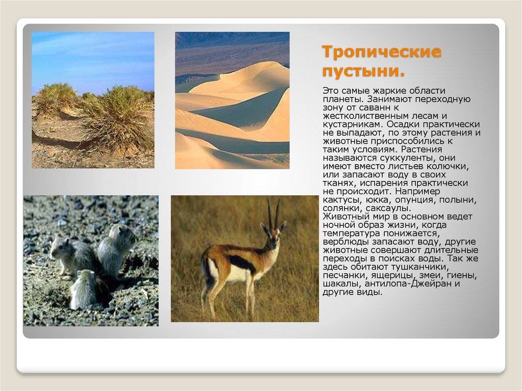 Животные пустыни. описания, названия, особенности и фото животных пустыни | животный мир