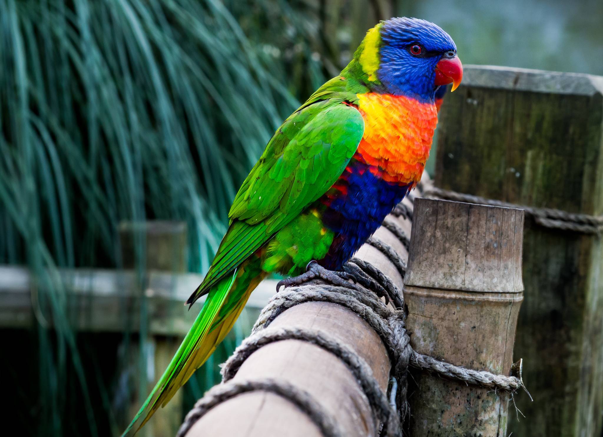 Сколько стоит попугай волнистый: общая информация