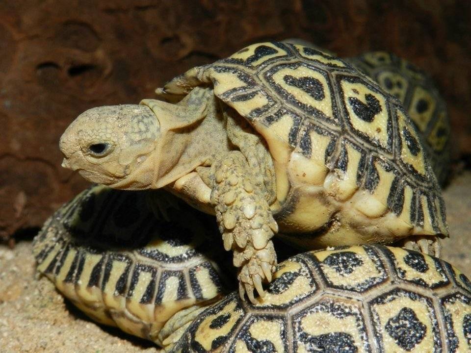Черепаха — древнейший представитель рептилий, описание, особенности, характеристики, интересные факты