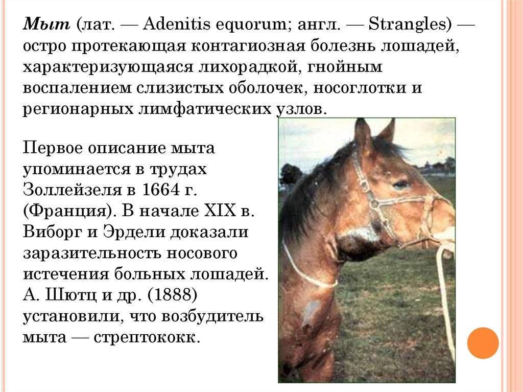 Основные болезни лошадей: описания заболеваний, первые симптомы и правильное лечение