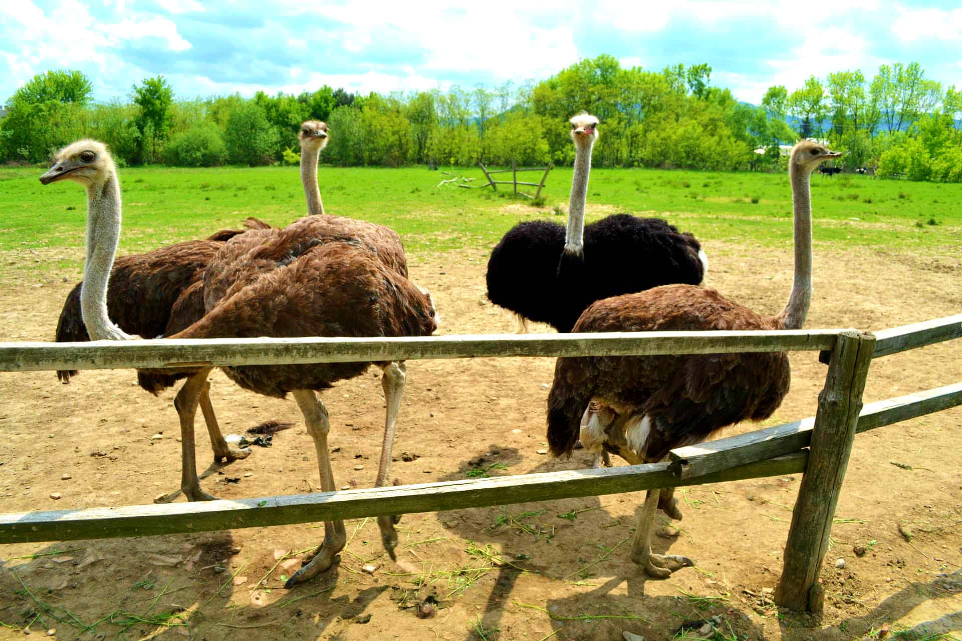 Африканский страус – фото, описание, ареал, питание, популяция