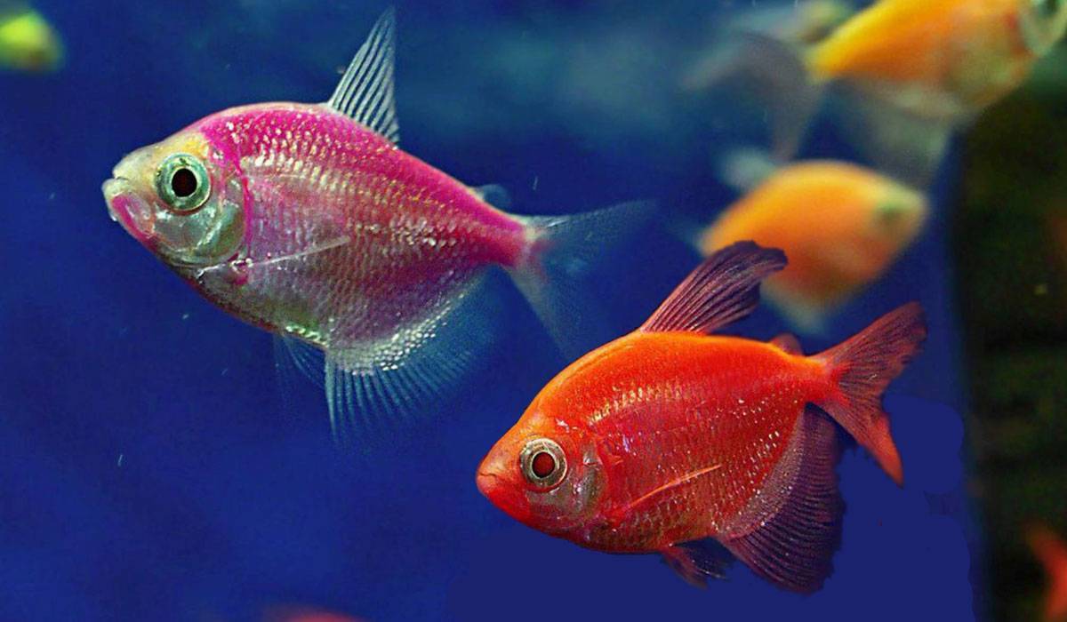 Стайные аквариумные рыбки: виды и описание с фото
стайные аквариумные рыбки: виды и описание с фото