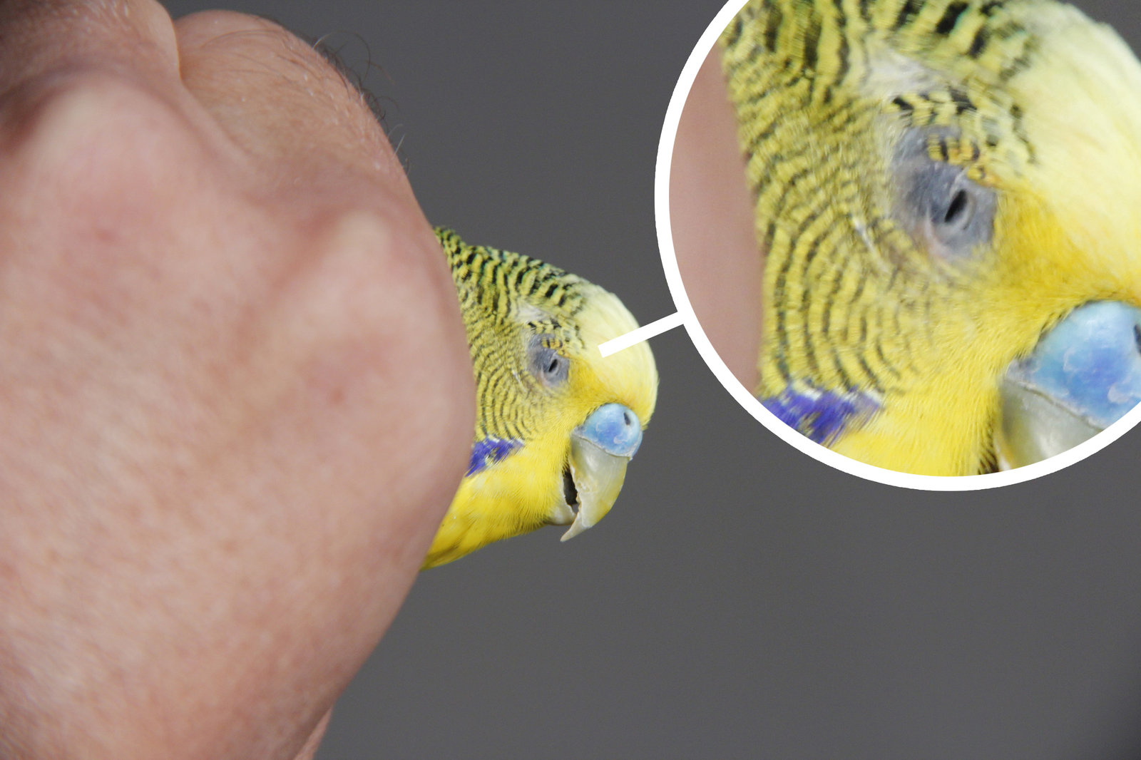 Особенности брачного периода у волнистых попугаев