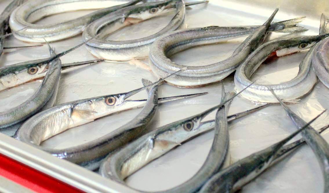 Рыба сарган: характеристика рыбы, места обитания, поведения и правила вылова (105 фото)