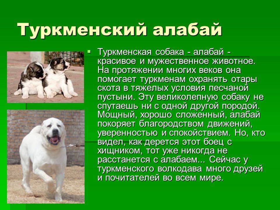 Собака алабай, характеристика породы и отзывы