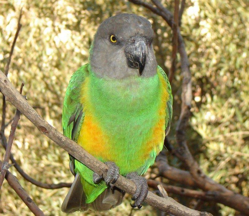 Сенегальский попугай (poicephalus senegalus)