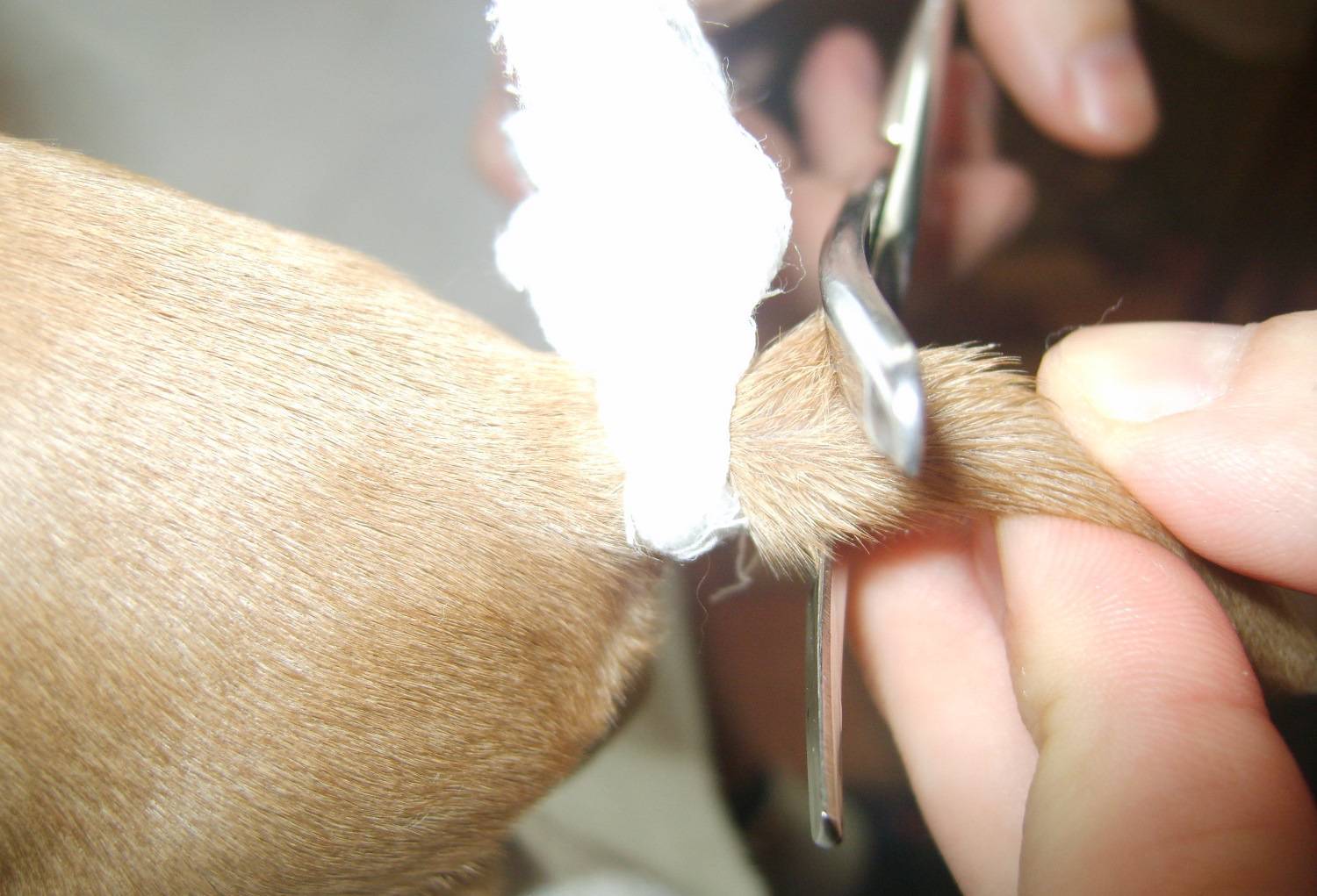 Купирование ушей у собак и хвоста: как делать, показания и противопоказания