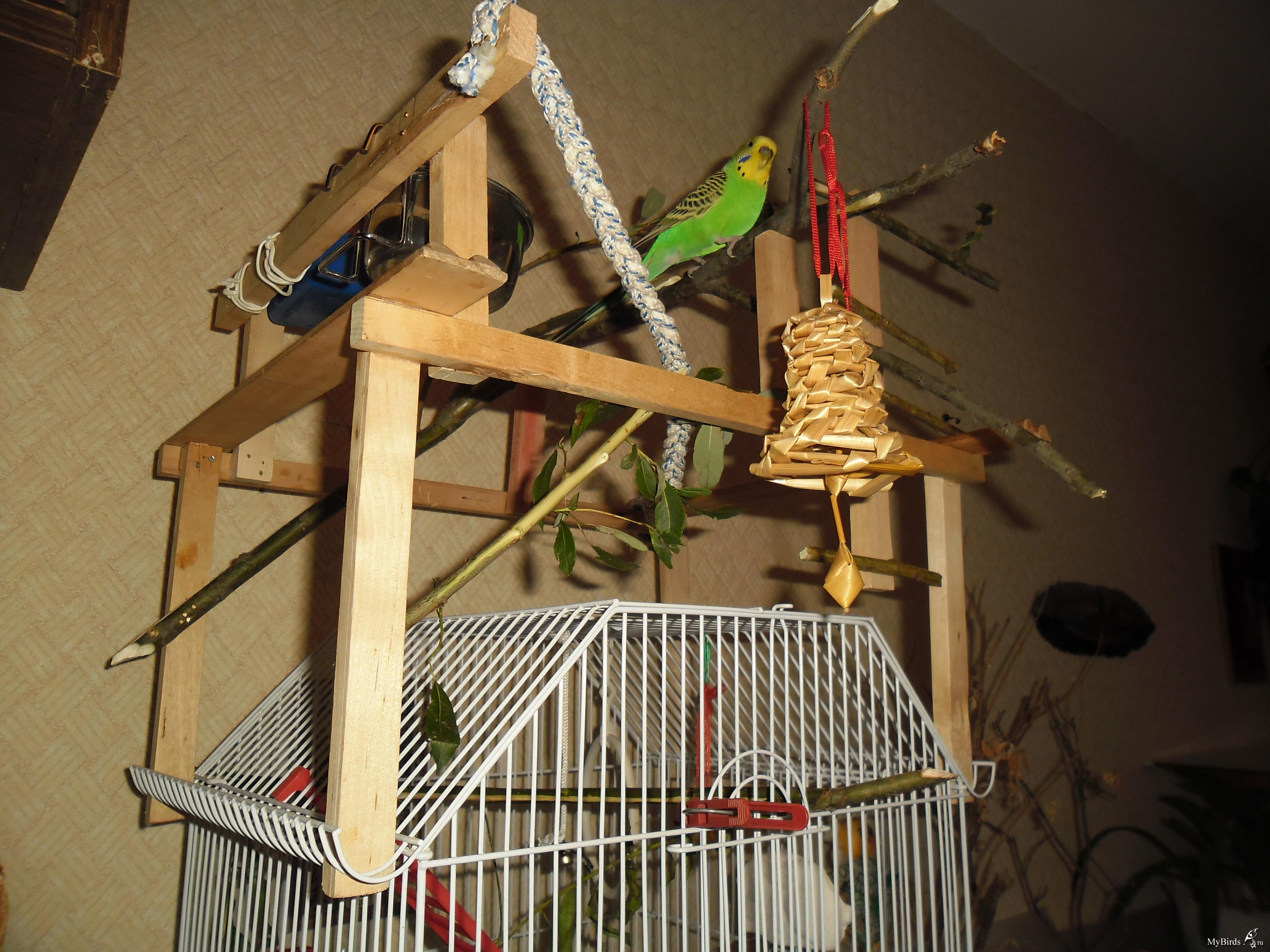 Жердочки для волнистых попугаев - как сделать жердочки для попугая из дерева