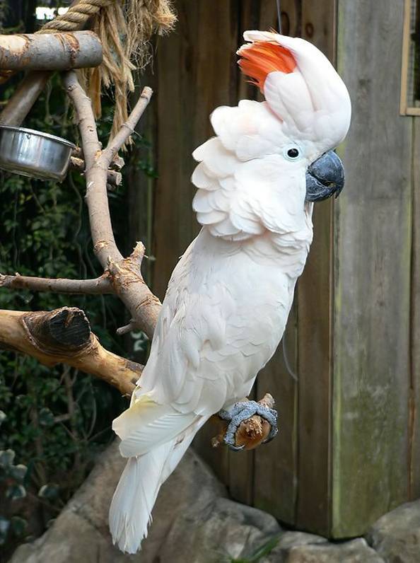 Болезни клюва волнистого попугая