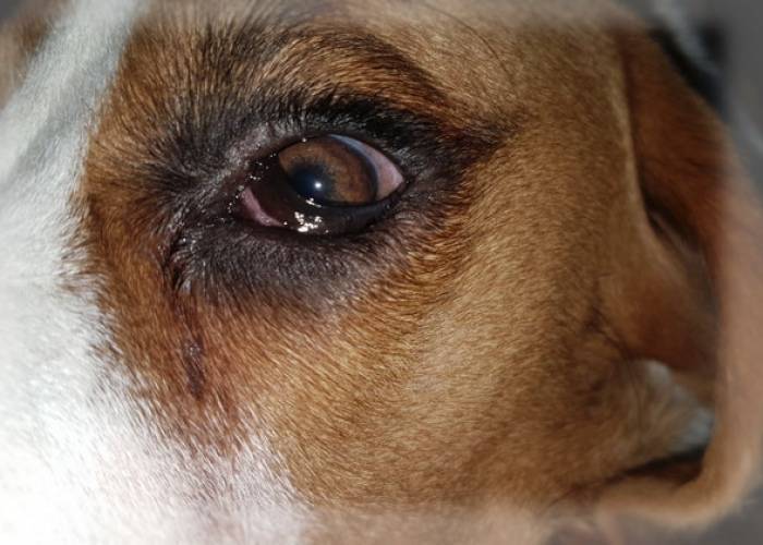 Почему у собаки слезятся глаза: причины и лечение покраснений | hill's