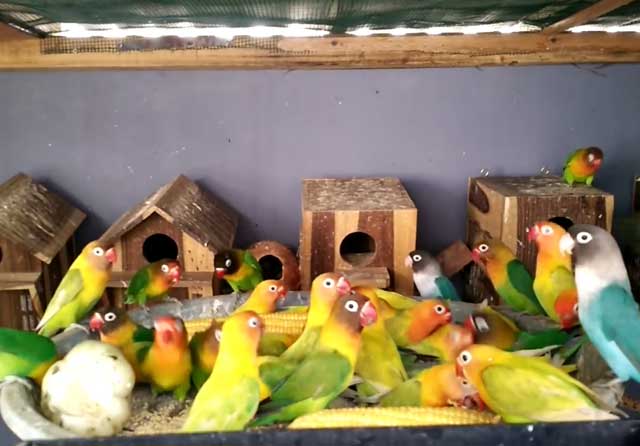 Строим гнездо для попугаев неразлучников