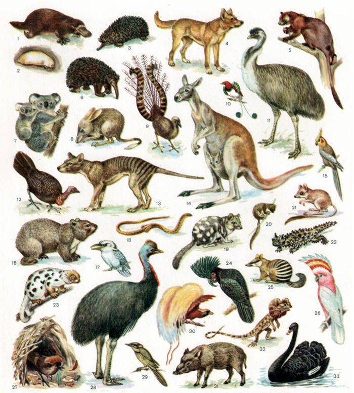 Животный мир австралии — список, характеристика и фото представителей фауны материка