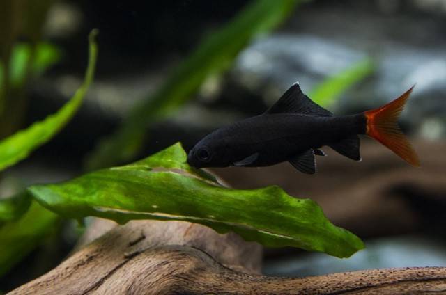 Лабео — аквариумная рыбка: описание, содержание, фото