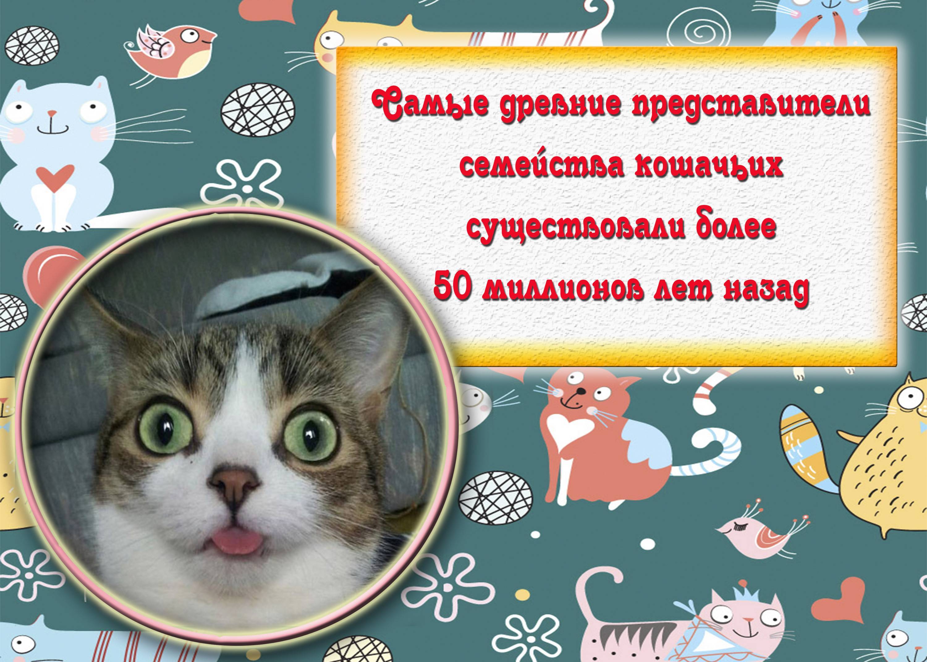 Интересные факты о кошках. 50 интересных фактов о кошках. | интересные факты