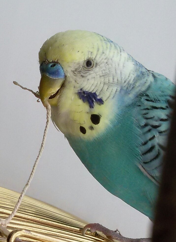 Искривление клюва у попугая. коррекция формы клюва попугаев