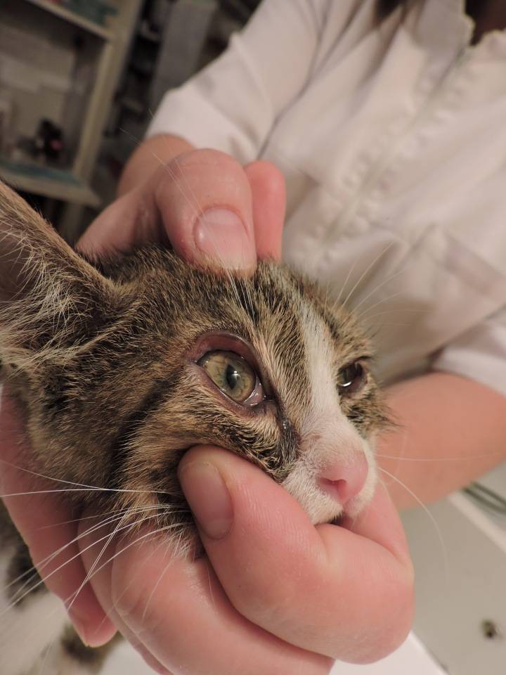 Лечение кальцивироза у кошек | ветврач купарев леонид