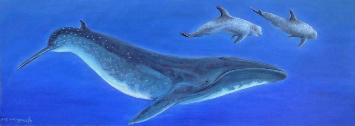 Горбатый кит ???? фото, описание, ареал, питание, враги ✔