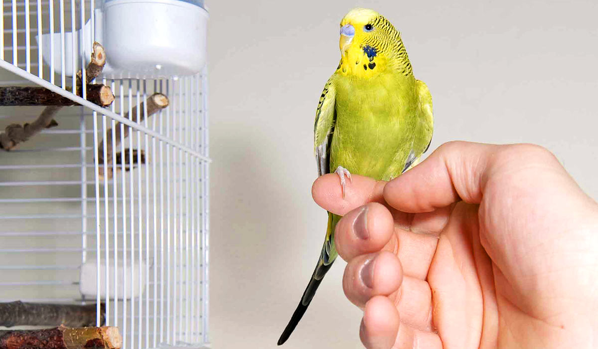 Как поймать попугая и как загнать попугая обратно в клетку