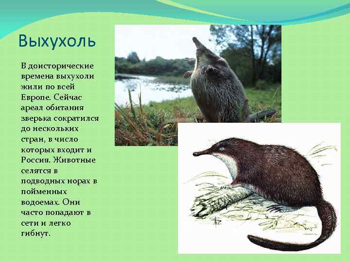 Русская выхухоль, или хохуля | мир животных и растений