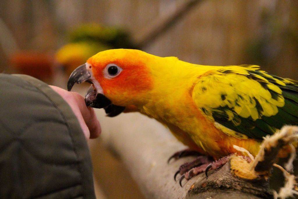 Почему попугай кричит