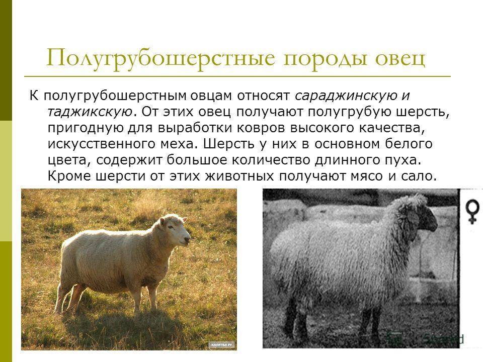 Как заработать на разведении овец и баранов - обзор идеи для фермера (ноябрь 2021) — vipidei.com