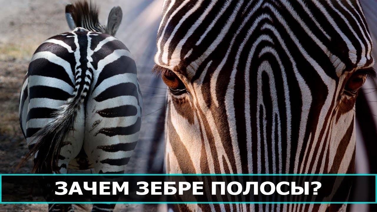 Ученые выяснили, зачем зебре нужны полоски • всезнаешь.ру