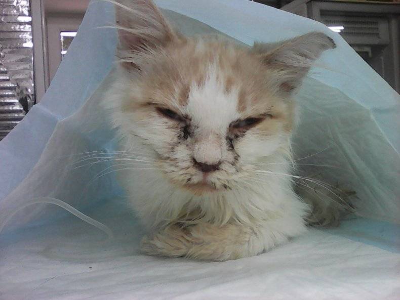 Кошачья чумка (панлейкопения): симптомы, течение, профилактика и лечение болезни