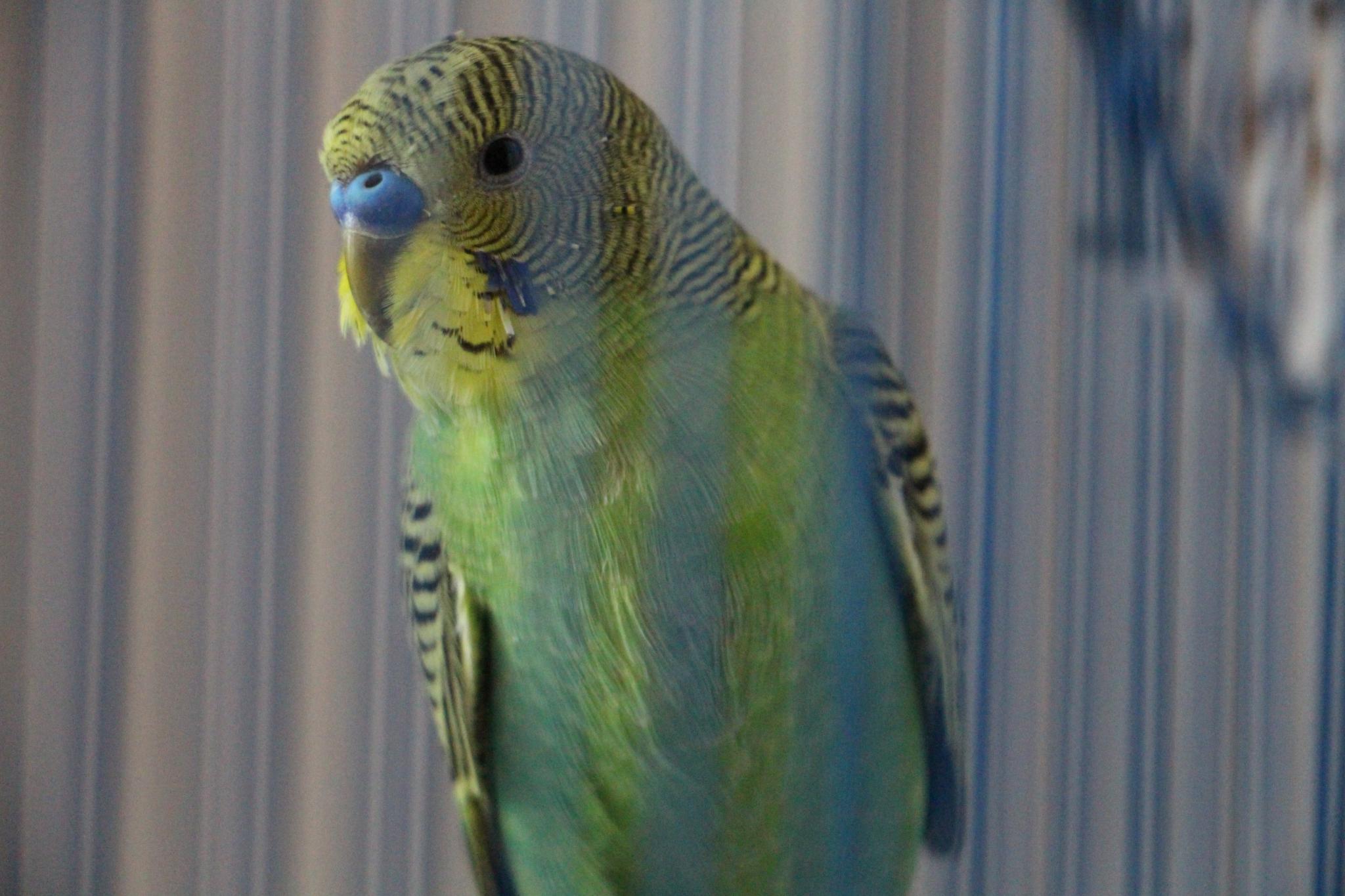 Судороги у попугаев: основные причины и лечение