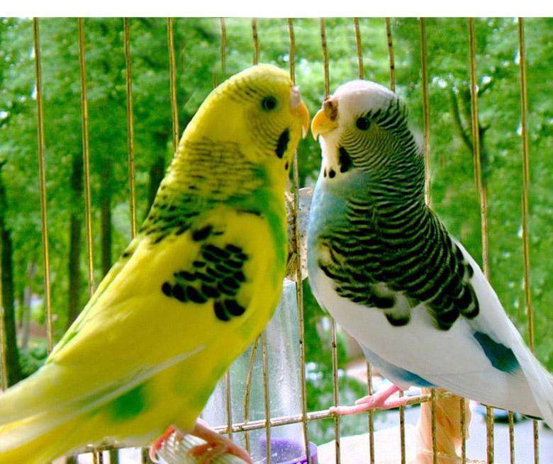 Сколько живут в домашних условиях волнистые попугаи, как продлить срок их жизни