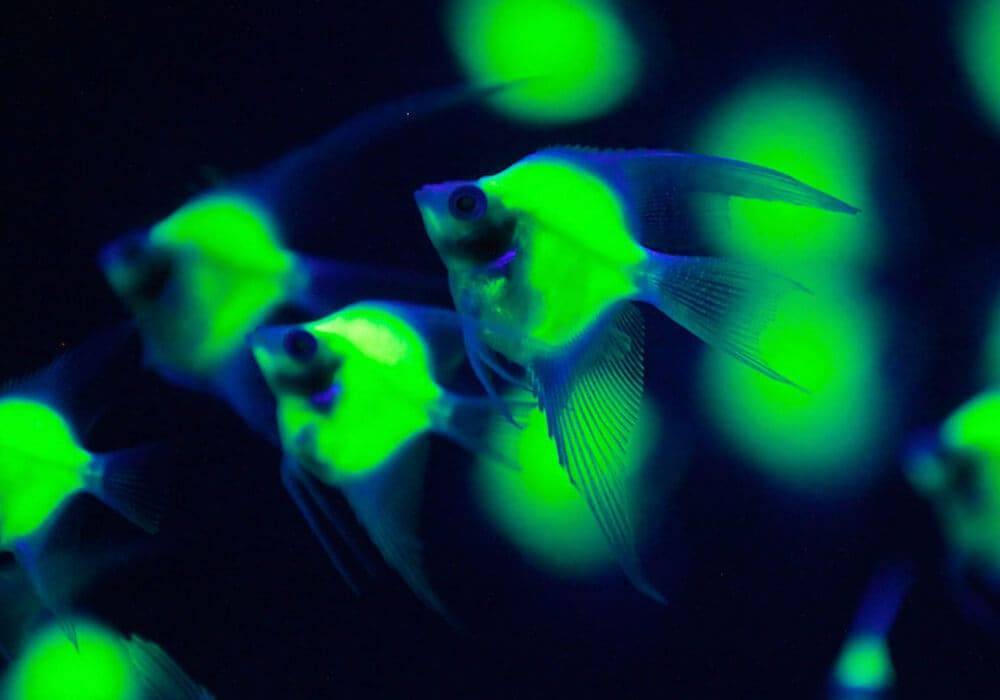 Светящиеся флуоресцентные рыбки глофиш-glofish