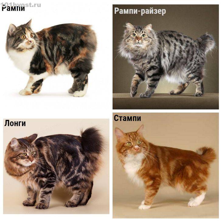 Кимрик: порода кошек с густой шерстью и дружелюбных характером