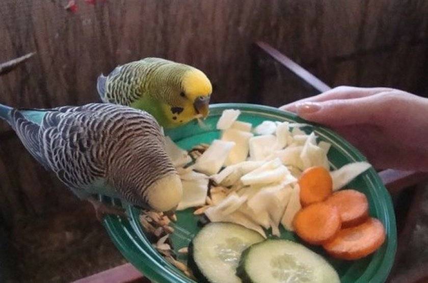 Какие фрукты, овощи, ягоды и зелень можно давать попугаю