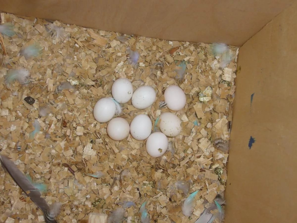 Сколько дней высиживают яйца попугаи: волнистые, неразлучники, амадины, кореллы и другие