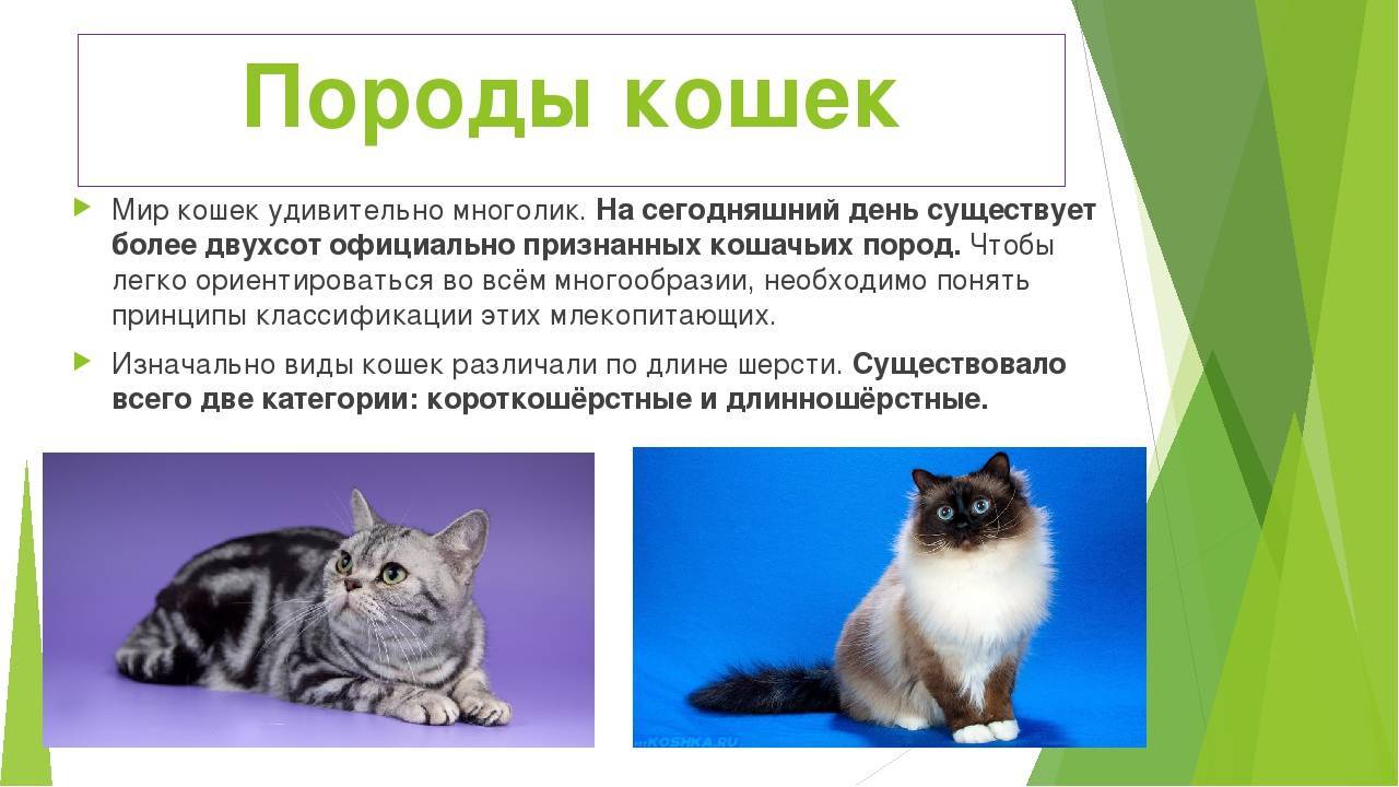 Как определить породу котенка?