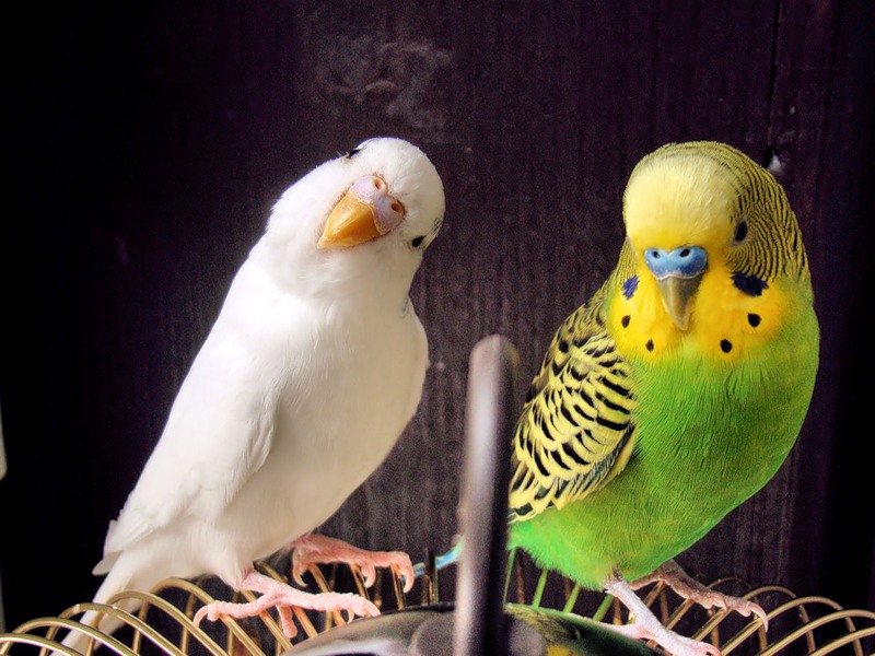 Окрасы волнистых попугаев - цвета, фото разных окрасов