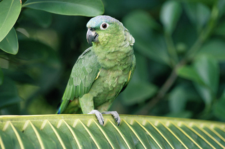 Попугай амазон: фото птицы, виды, содержание и уход за птицей в домашних условиях, можно ли научить говорить