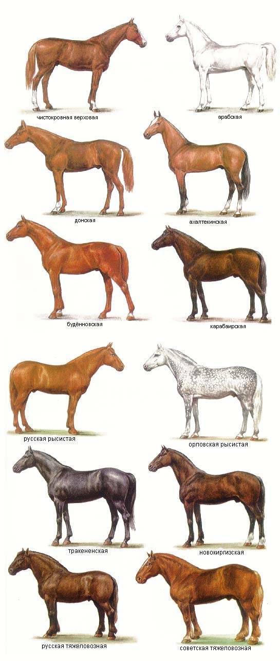 Русские породы лошадей: фото, какие разводят в россии?