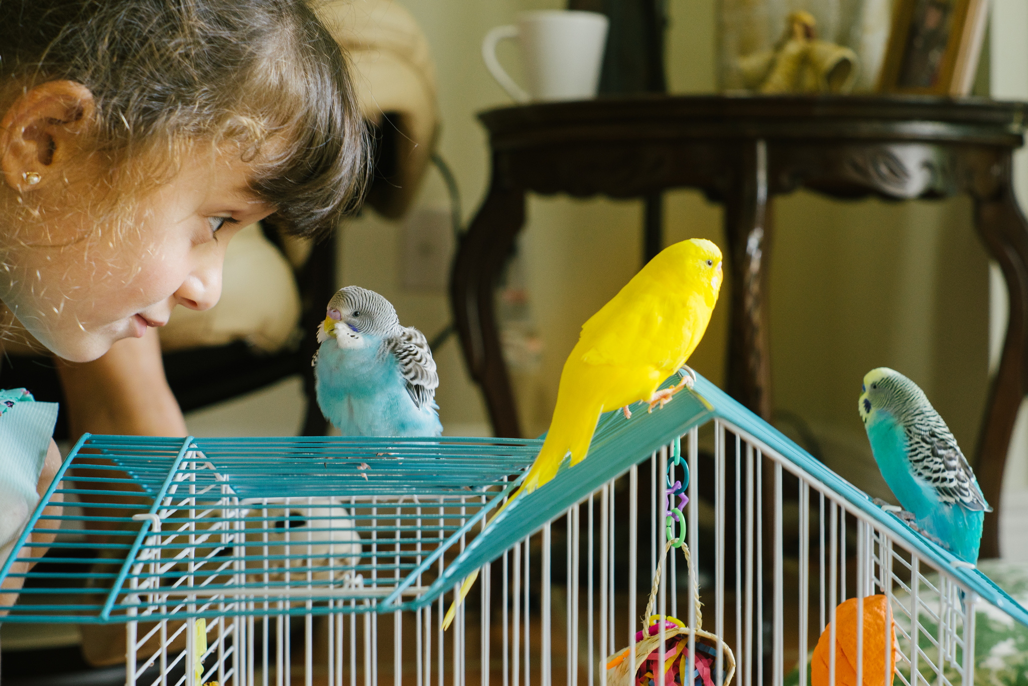 Маленькие домашние птички: фото и названия. какую птичку лучше завести в квартире