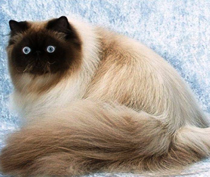 Гималайская кошка - характер, внешность, особенности породы, фото, содержание, рекомендации + отзывы