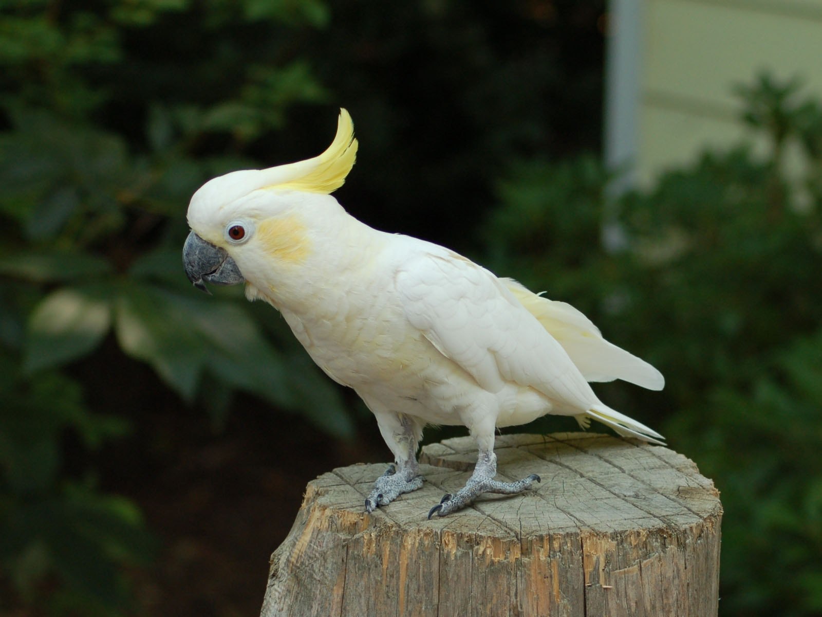 Попугай какаду: особенности, уход, характер